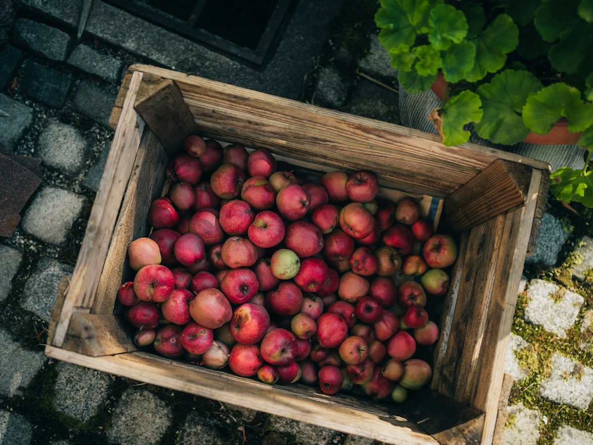 Wooden crate filled with freshly picked apples on a mossy cobblestone path